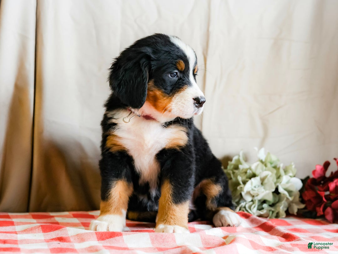 Bernese Mountain Dog dogs for sale: Macy - Ad 2