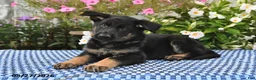 German Shepherd dogs for sale: Sasha - Ad 4