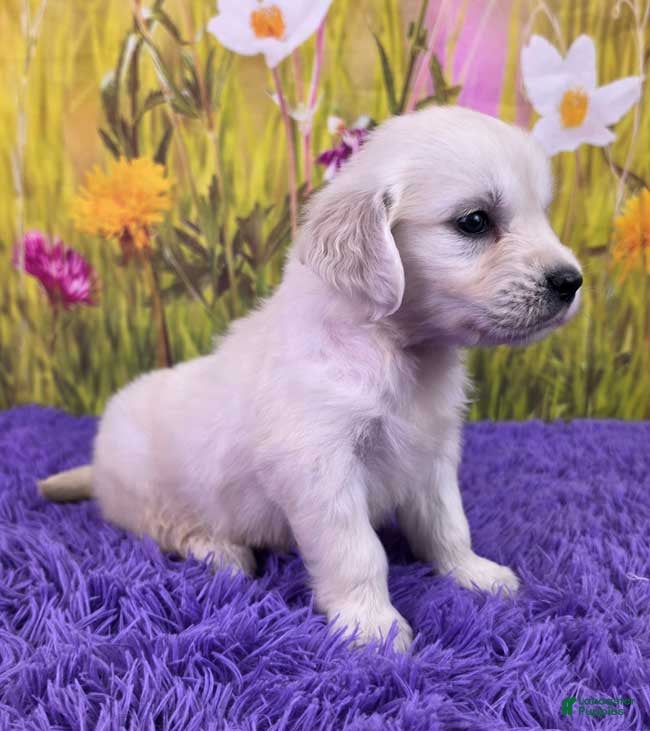 Golden Retriever dogs Maisie - Ad 2