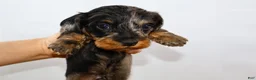 Miniature Dachshund dogs for sale: Two Face - Ad 23