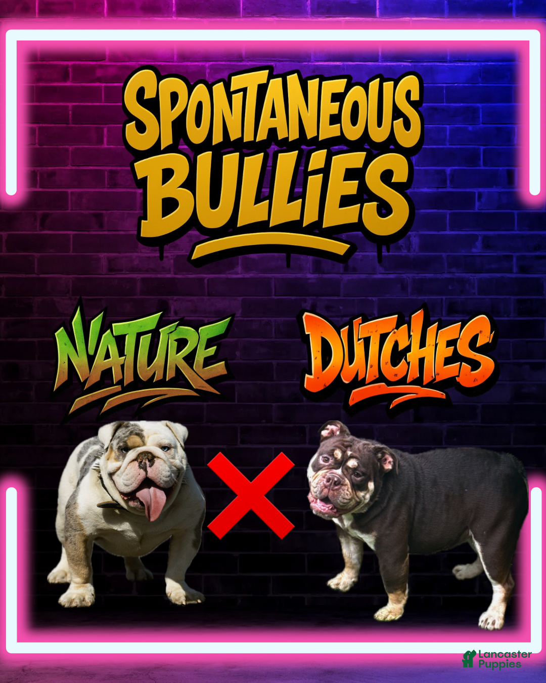 English Bulldog dogs English Bulldog Puppy 1 - Ad 2