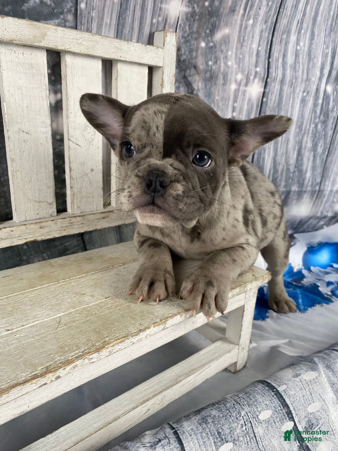 Mixed Breed dogs for sale: Betty - Ad 2