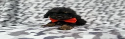 Cavapoo dogs for sale: Danny - Ad 8