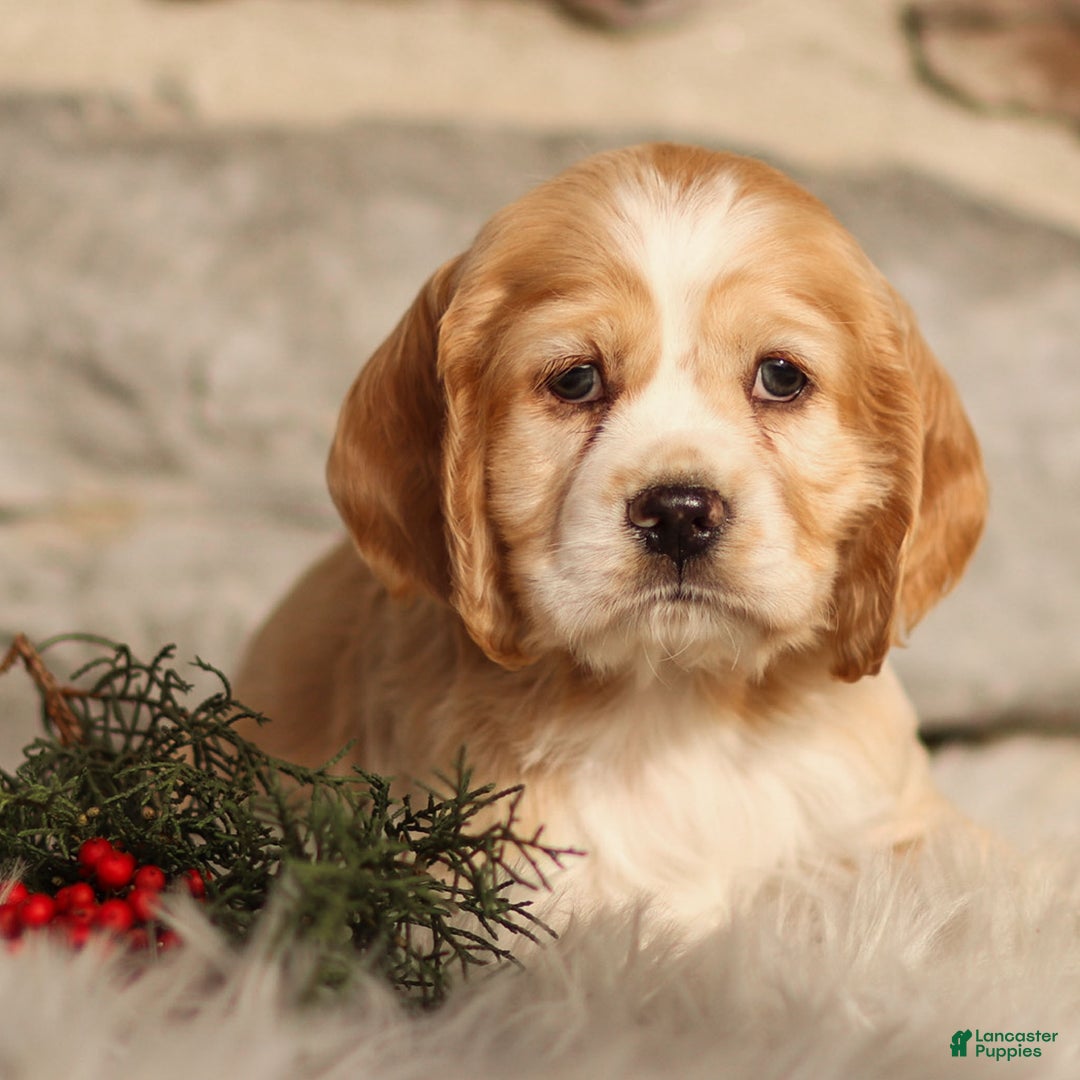 Cocker Spaniel dogs for sale: Dusty - Ad 2