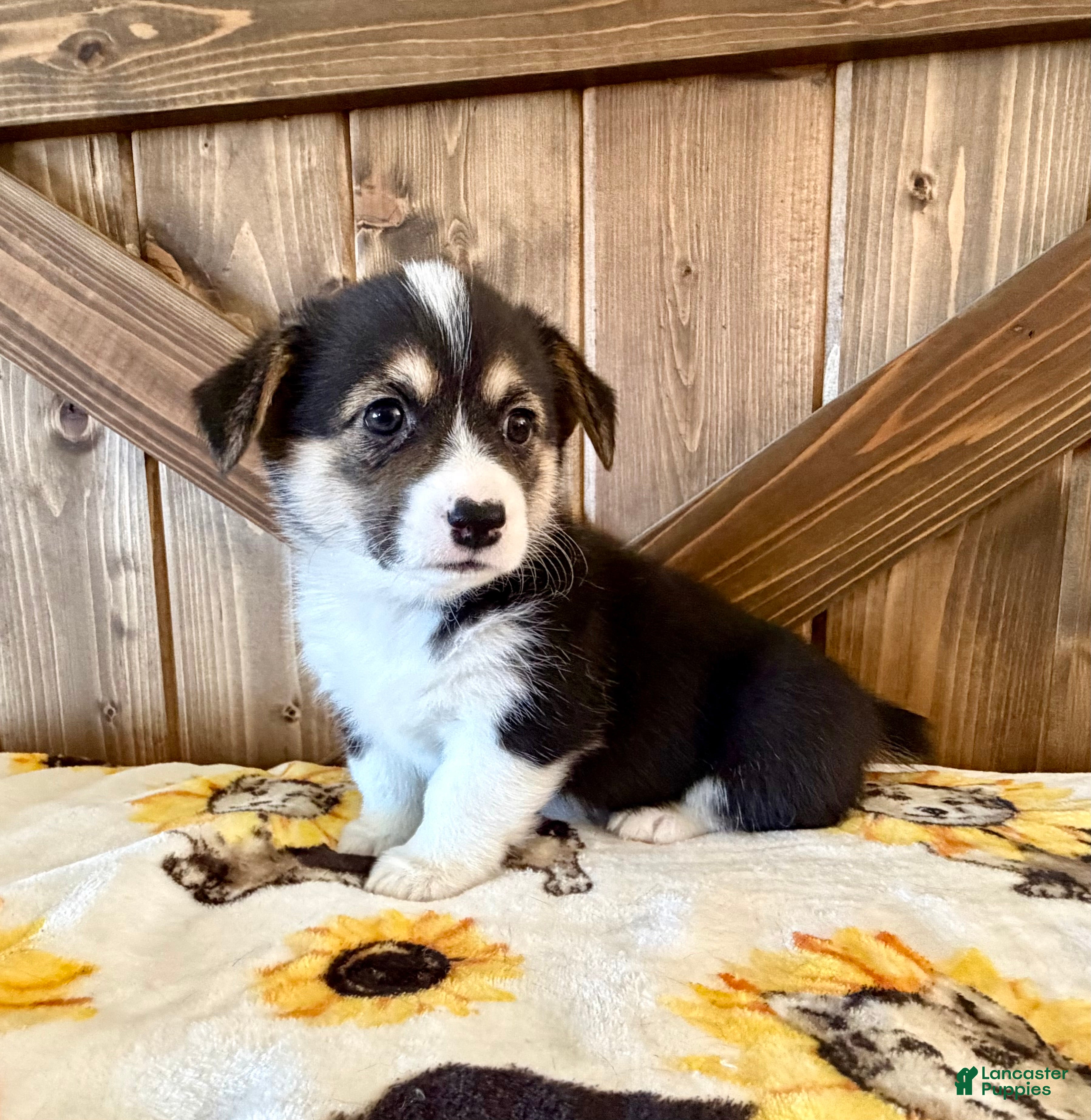 Welsh Corgi Pembroke dogs Zoey - Ad 2