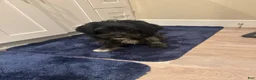 Maltipoo dogs for sale: Maltipoo 1 - Ad 5