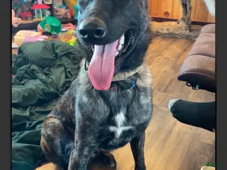 Mixed Breed dogs Mixed Breed 1 - Ad 6