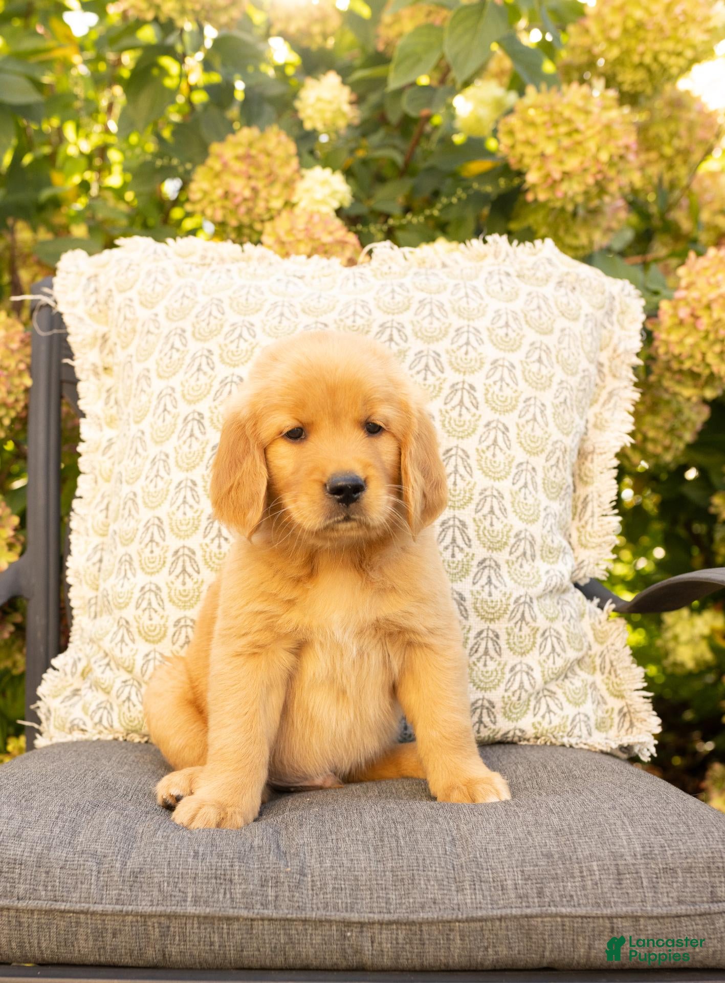 Golden Retriever dogs Scout  - Ad 1