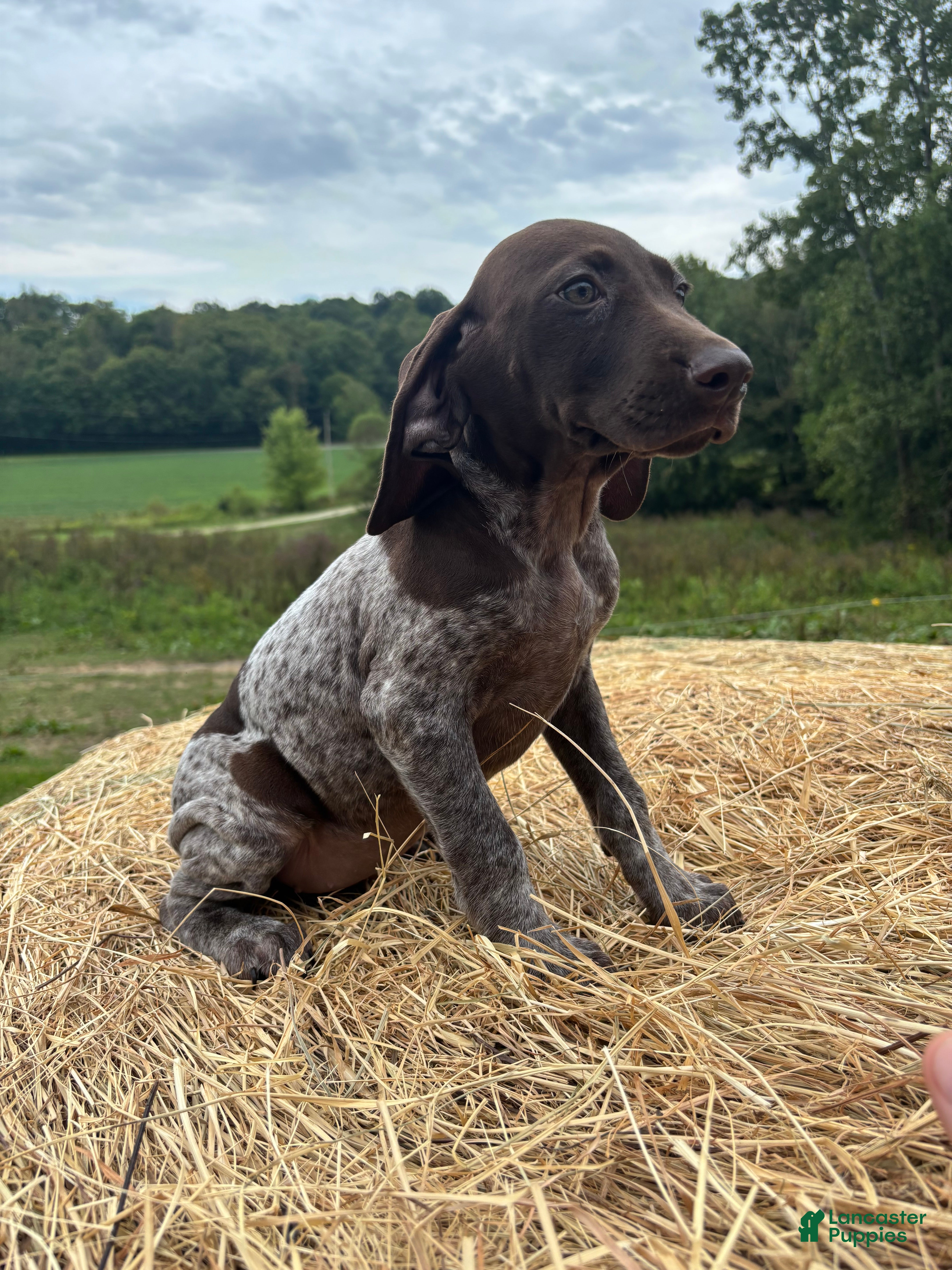 German Shorthaired Pointer dogs German Shorthaired Pointer 3 - Ad 40