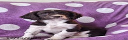 English Springer Spaniel dogs for sale: Sky - Ad 1