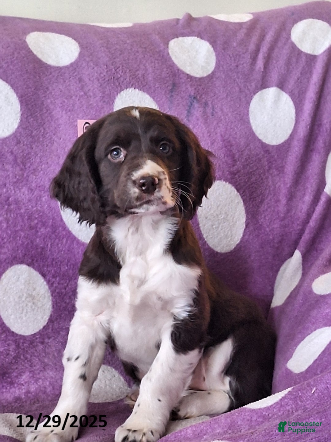 English Springer Spaniel dogs for sale: Sky - Ad 1