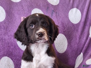 English Springer Spaniel dogs Sky - Ad 7