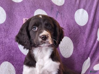 English Springer Spaniel dogs Sky - Ad 20