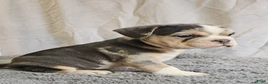 Free-lance Blue Bulldog