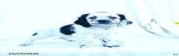 English Cocker Spaniel dogs for sale: Mia  - Ad 4