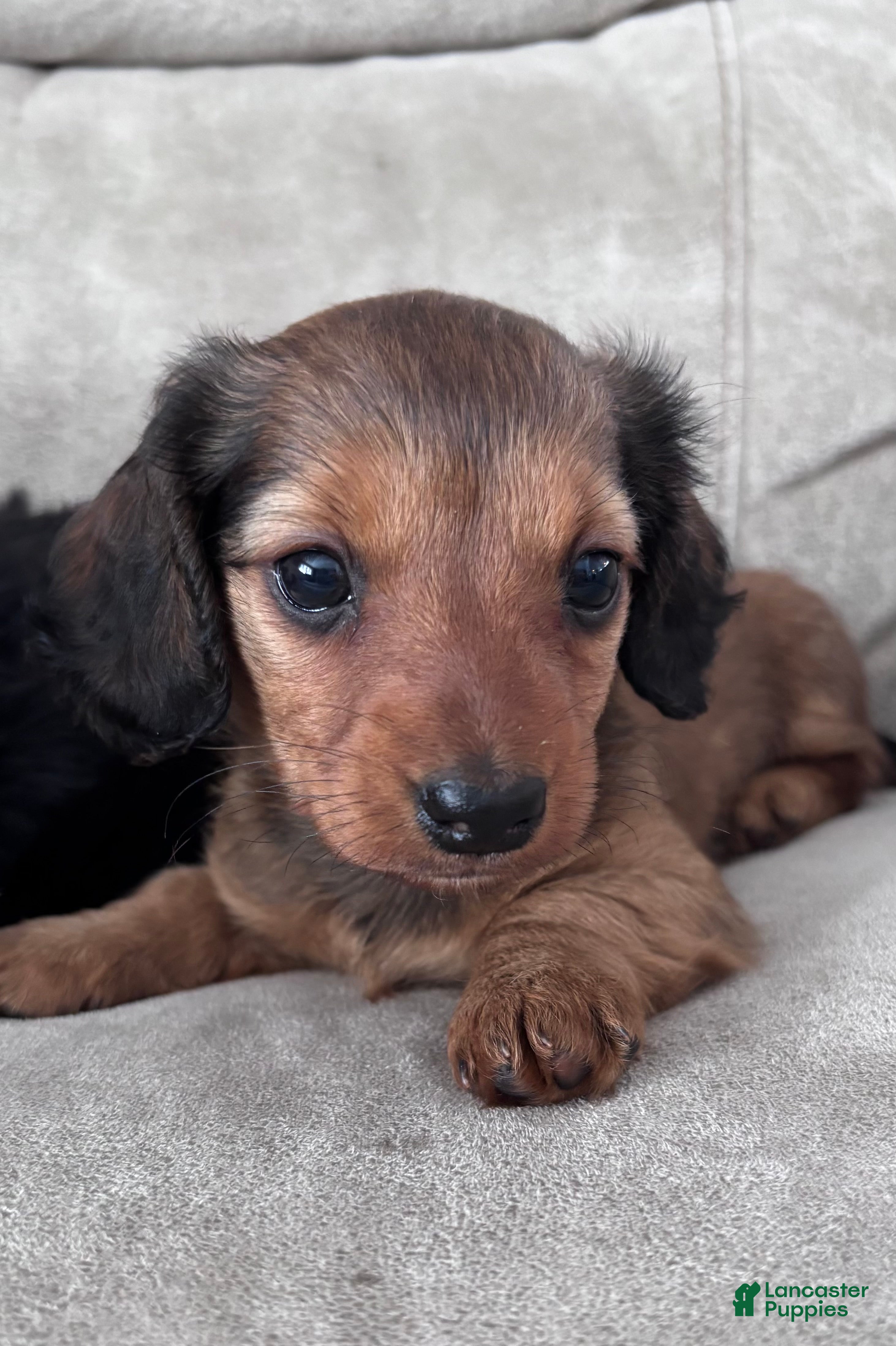 Dachshund dogs Mini Robyn - Ad 23