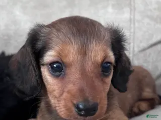 Dachshund dogs Mini Robyn - Ad 23