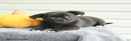 Mixed Breed dogs for sale: Scarlet - Ad 3