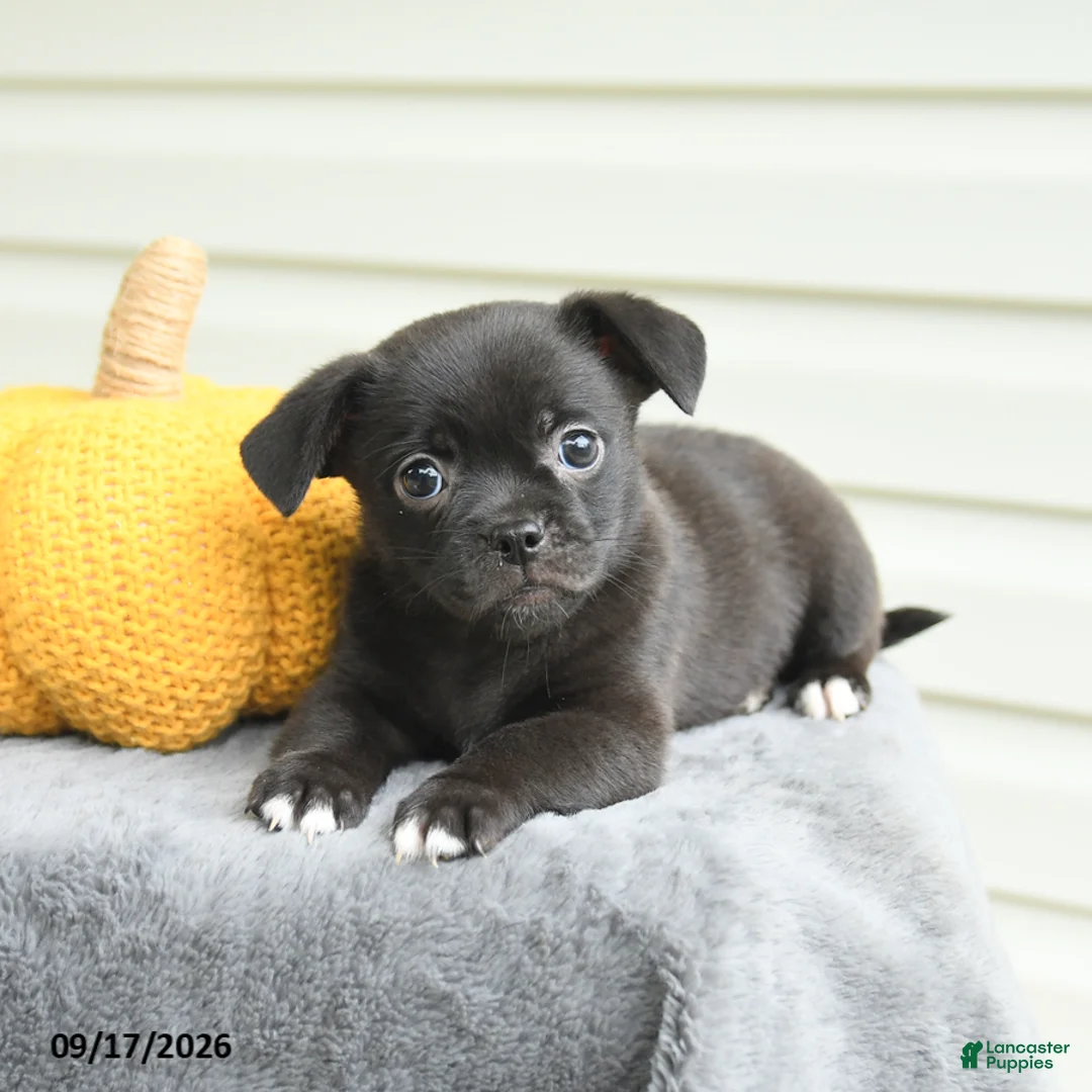 Mixed Breed dogs for sale: Scarlet - Ad 3