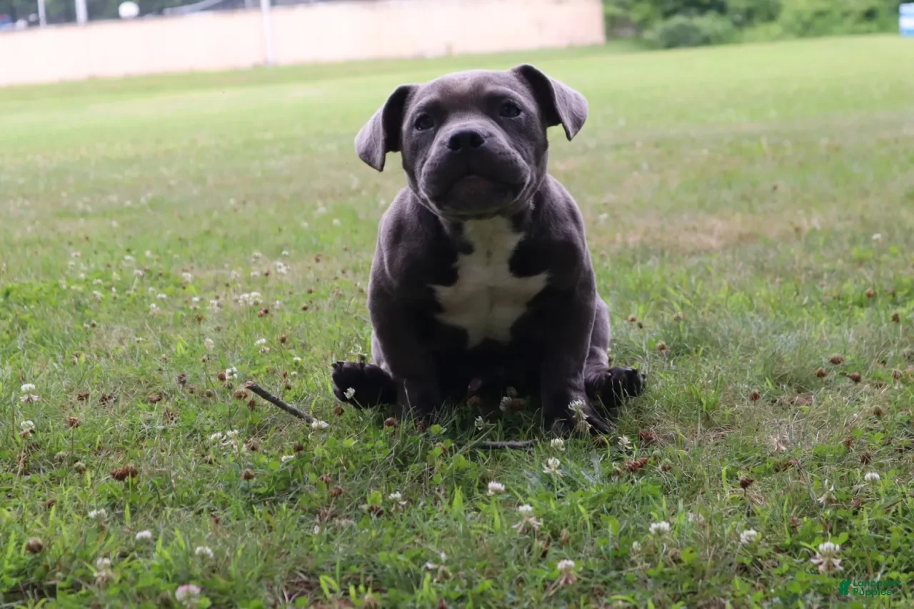 American Bully dogs Buju - Ad 2