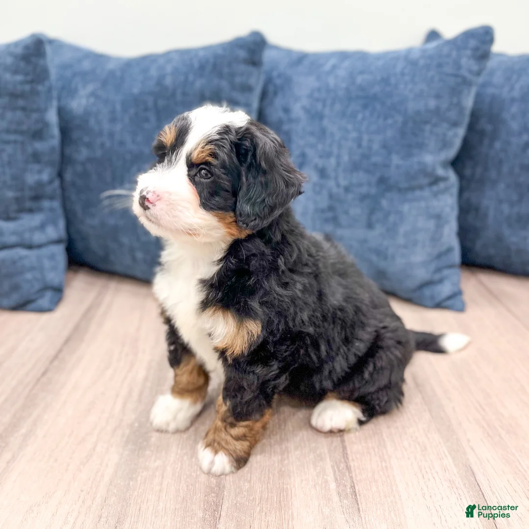 Mini Bernedoodle dogs for sale: Rusty - Ad 4