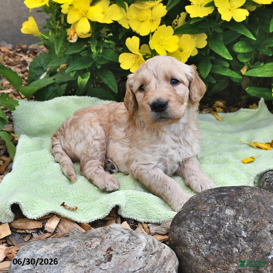 Goldendoodle dogs Candy - Ad 2