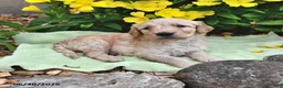 Goldendoodle dogs for sale: Candy - Ad 2
