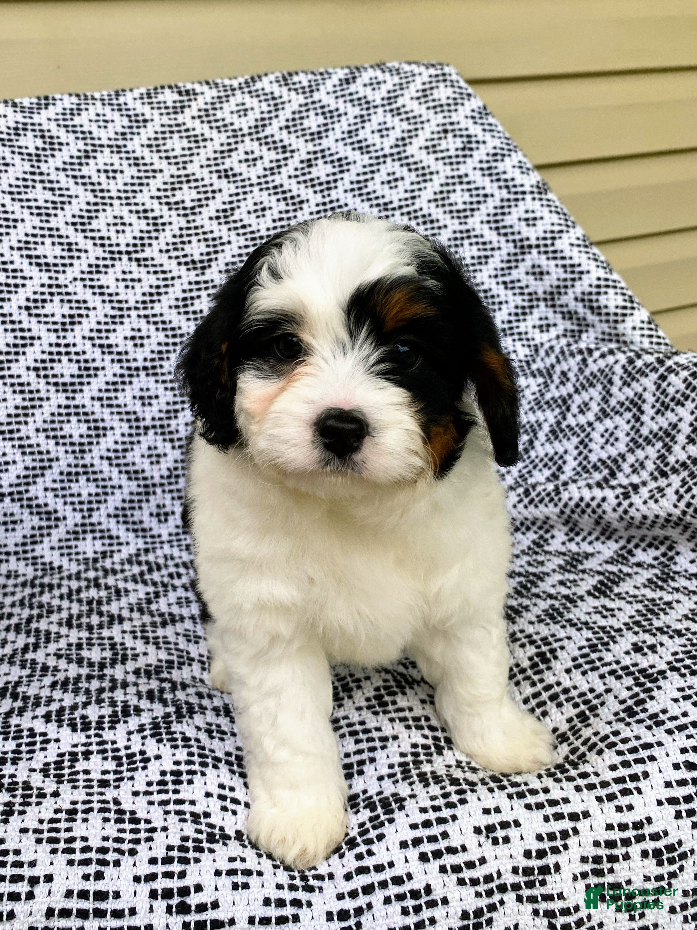 Mini Aussiedoodle dogs Bella - Ad 1