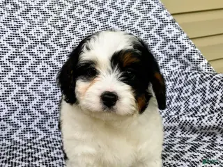 Mini Aussiedoodle dogs for sale: Bella - Ad 2