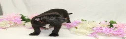American Bully dogs for sale: American Bully orange - Ad 4