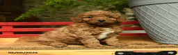 Corgipoo dogs for sale: Lady - Ad 3