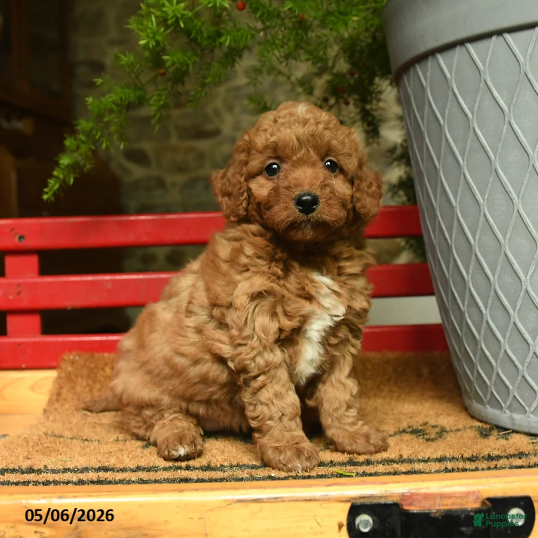 Corgipoo dogs for sale: Lady - Ad 3