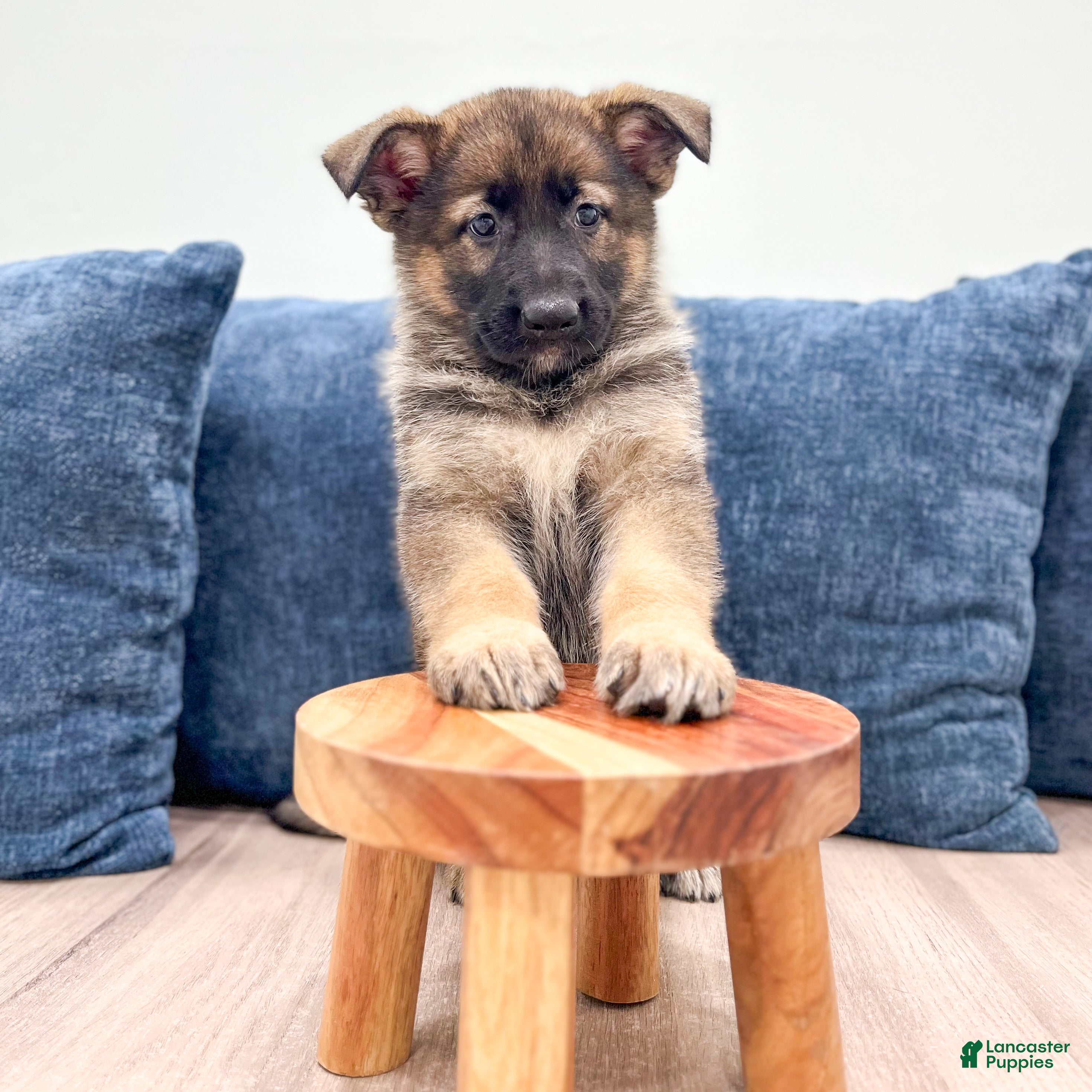 German Shepherd dogs Mandy - Ad 2