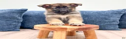 German Shepherd dogs for sale: Mandy - Ad 2
