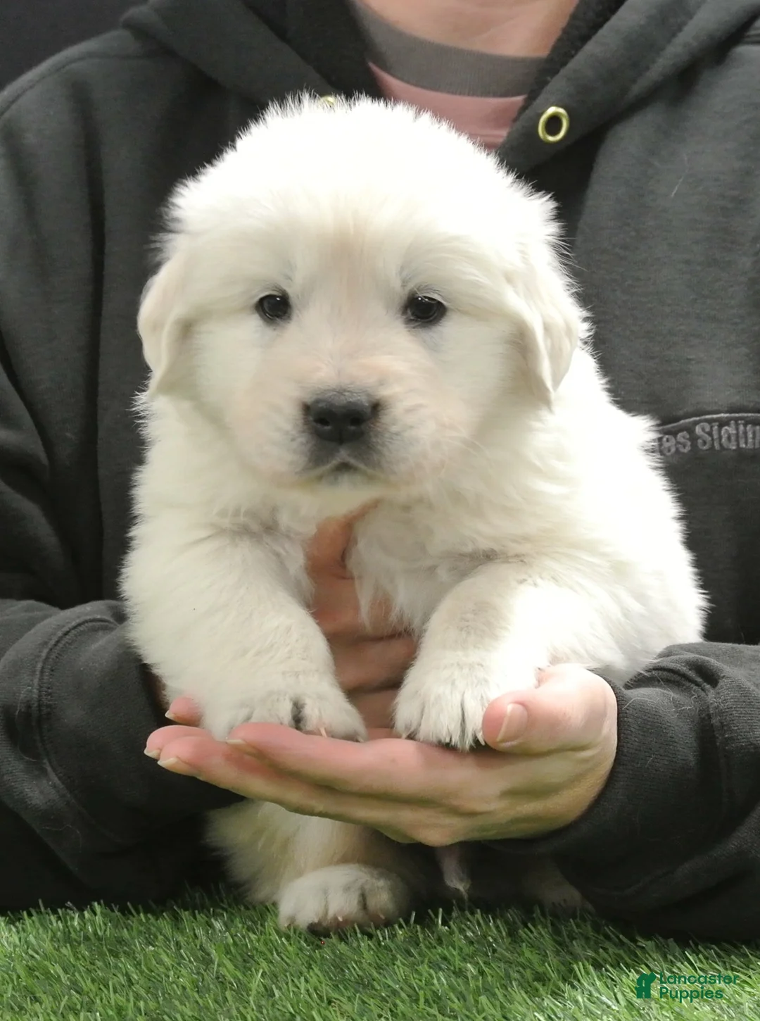 Golden Retriever dogs for sale: Ryder - Ad 1