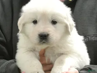 Golden Retriever dogs for sale: Ryder - Ad 4