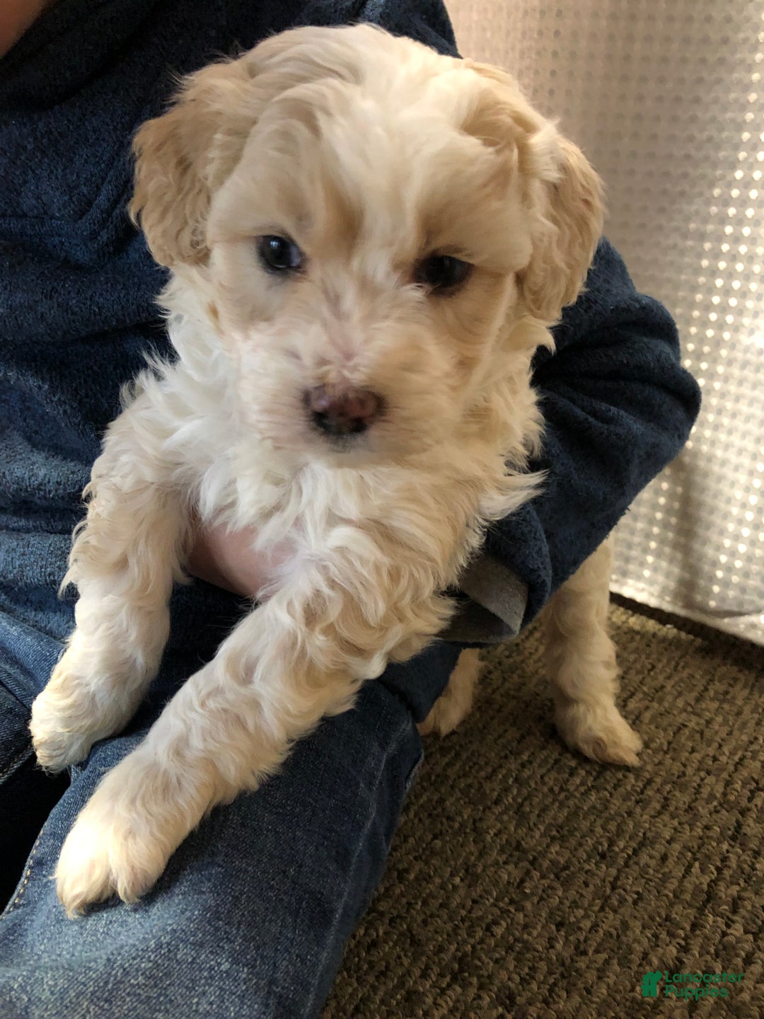 Aussiedoodle dogs for sale: Holly - Ad 2