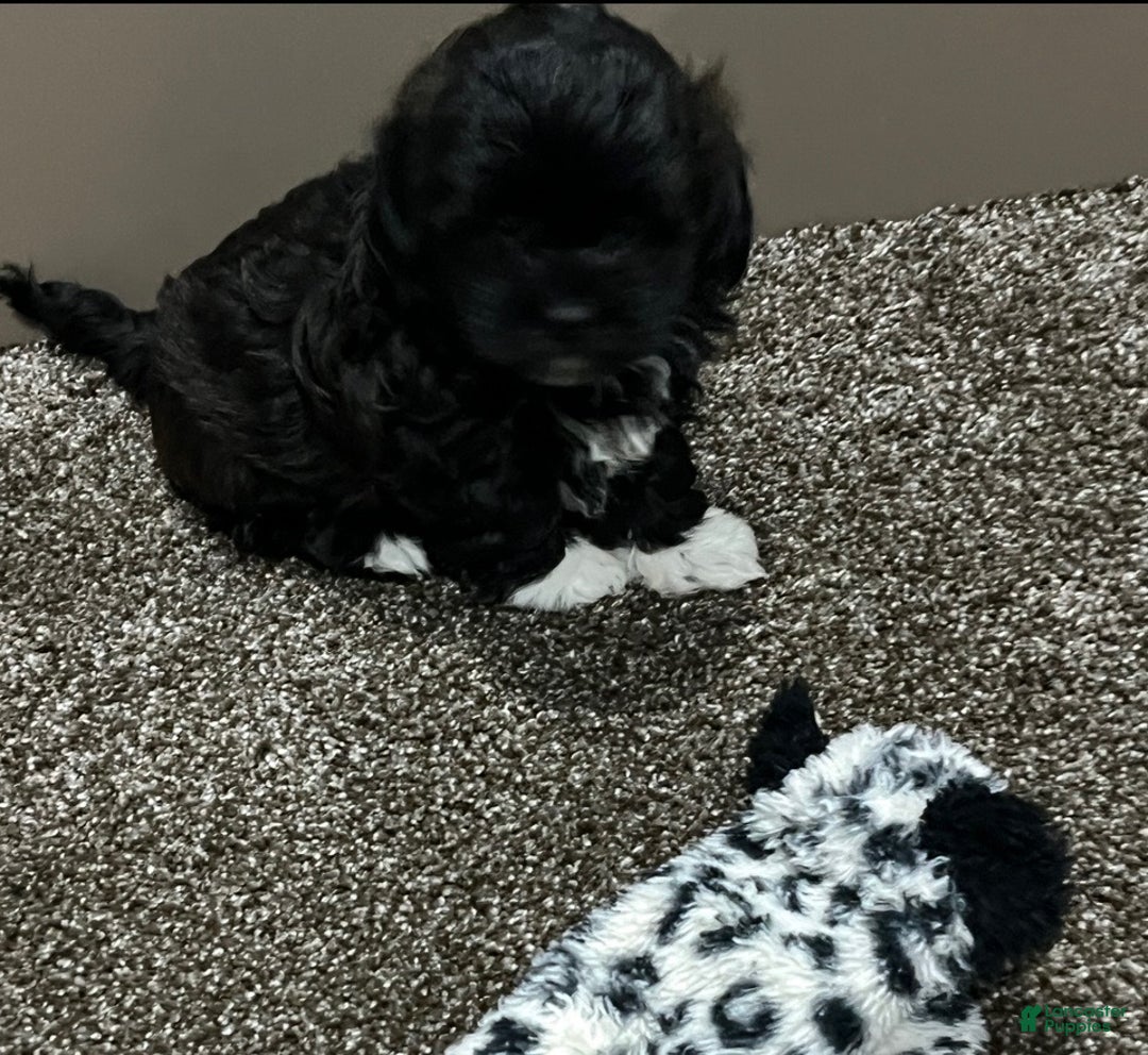 Shihpoo dogs for sale: Millie - Ad 6