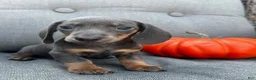 Miniature Dachshund dogs for sale: Tucker - Ad 5