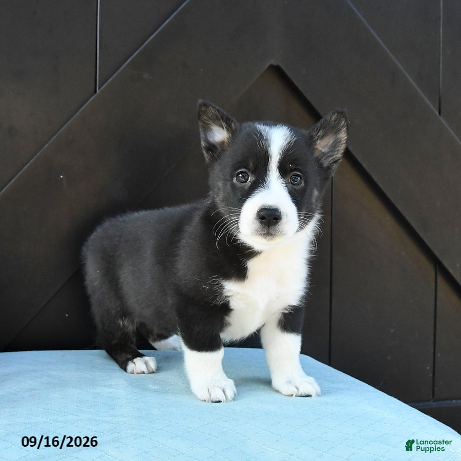 Welsh Corgi Pembroke dogs Autumn - Ad 2