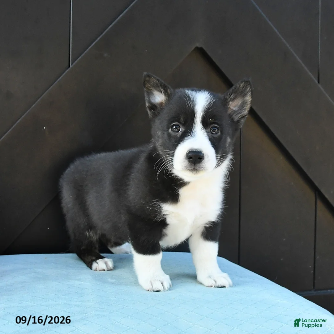 Welsh Corgi Pembroke dogs for sale: Autumn - Ad 2