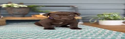 Labrador Retriever dogs for sale: Miley - Ad 2