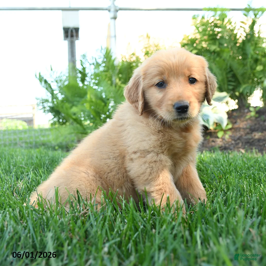 Golden Retriever dogs for sale: Isabella - Ad 2