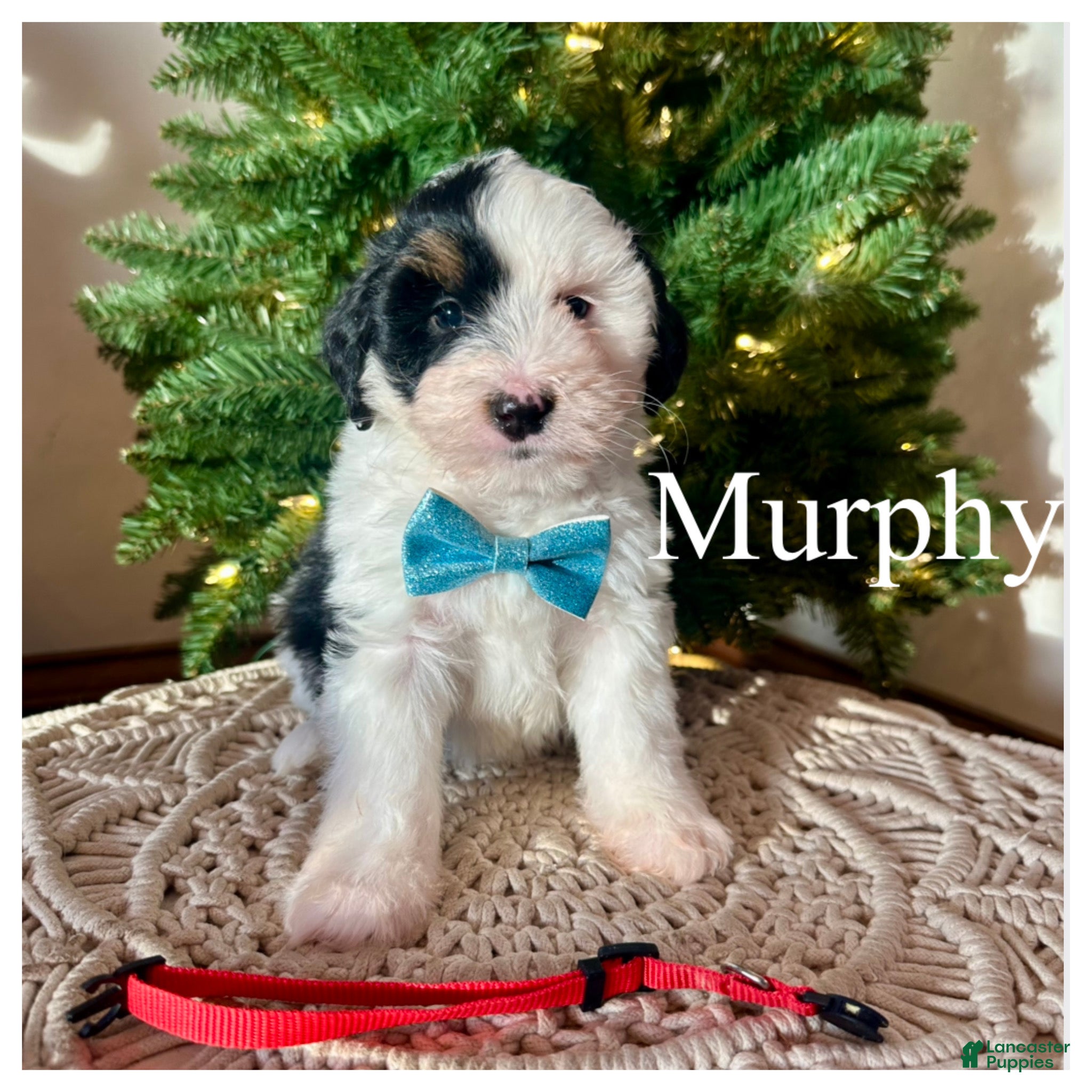 Mini Bernedoodle dogs Murphy - Ad 26