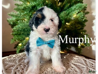 Mini Bernedoodle dogs Murphy - Ad 26