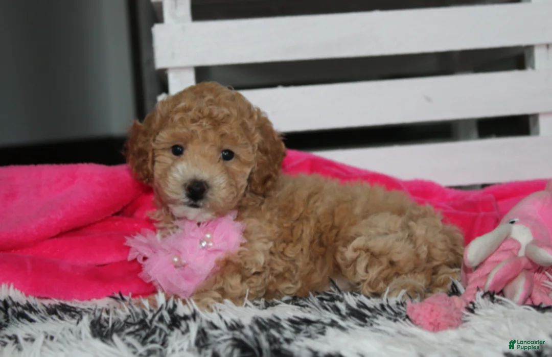 Bichpoo dogs for sale: Kallista  - Ad 1