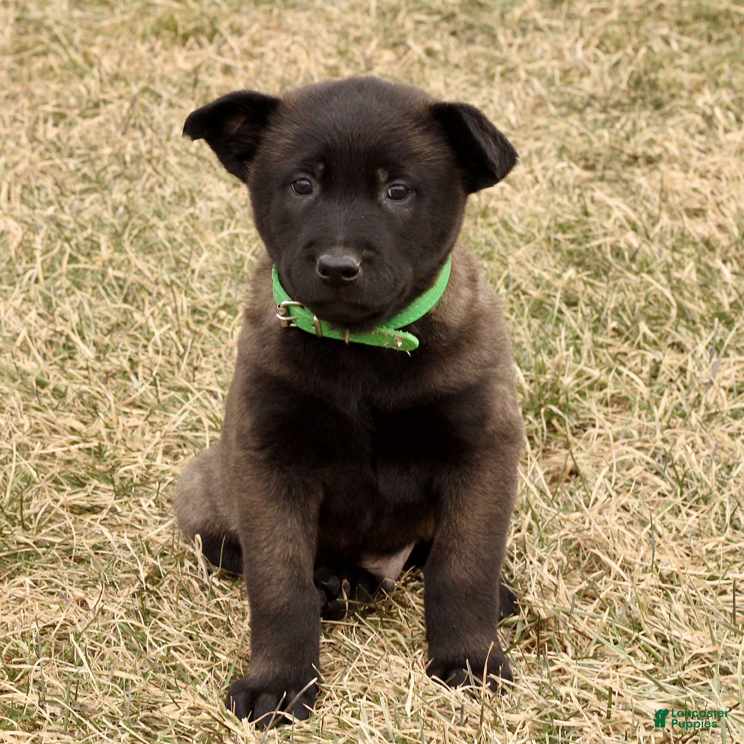 Belgian Malinois dogs Arlo  - Ad 2