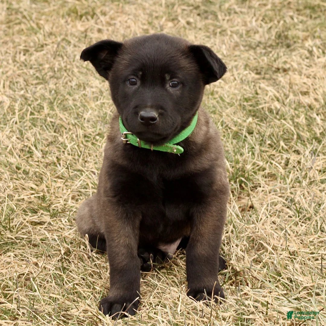 Belgian Malinois dogs for sale: Arlo  - Ad 5