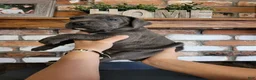 Cane Corso dogs for sale: Orion - Ad 5