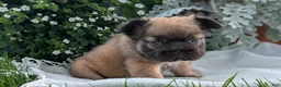 French Bulldog dogs for sale: Olive - Ad 6